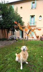 Animaux bienvenus Chien